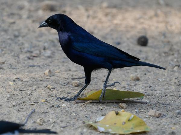 Glanskoevogel (Molothrus bonariensis)